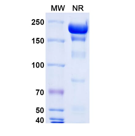 SDS-PAGE - Gatipotuzumab Biosimilar - Anti-MUC1 Antibody - BSA and Azide free (A338630) - Antibodies.com