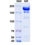 SDS-PAGE - Gatipotuzumab Biosimilar - Anti-MUC1 Antibody - BSA and Azide free (A338630) - Antibodies.com