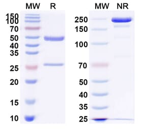 SDS-PAGE - Sontuzumab Biosimilar - Anti-MUC1 Antibody - BSA and Azide free (A338631) - Antibodies.com