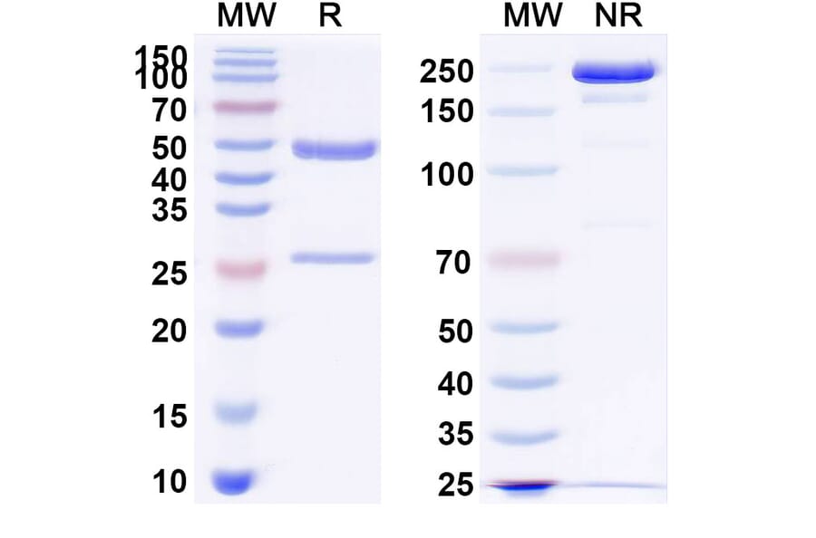SDS-PAGE - Sontuzumab Biosimilar - Anti-MUC1 Antibody - BSA and Azide free (A338631) - Antibodies.com