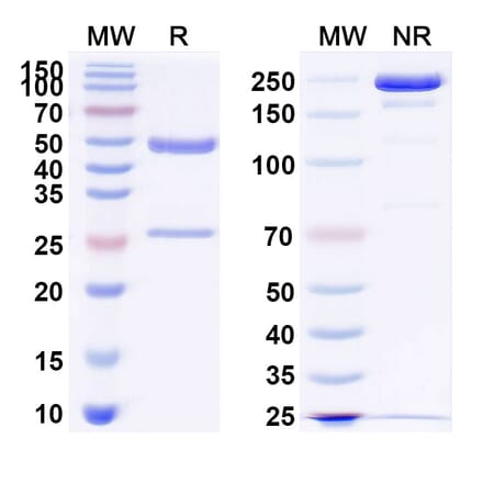 SDS-PAGE - Sontuzumab Biosimilar - Anti-MUC1 Antibody - BSA and Azide free (A338631) - Antibodies.com