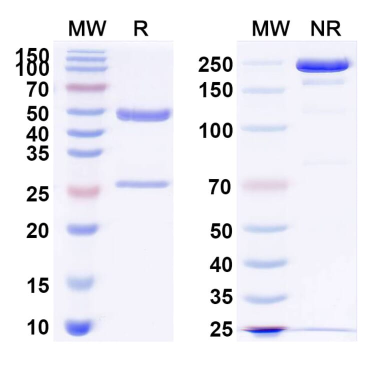 SDS-PAGE - Sontuzumab Biosimilar - Anti-MUC1 Antibody - BSA and Azide free (A338631) - Antibodies.com
