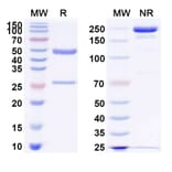 SDS-PAGE - Sontuzumab Biosimilar - Anti-MUC1 Antibody - BSA and Azide free (A338631) - Antibodies.com