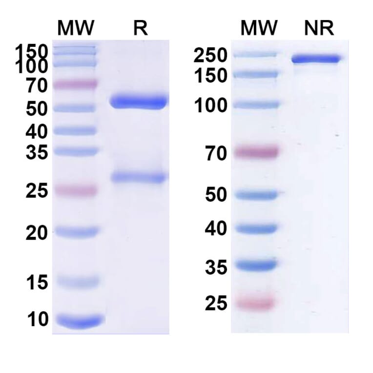SDS-PAGE - Cantuzumab Biosimilar - Anti-MUC1 Antibody - BSA and Azide free (A338632) - Antibodies.com