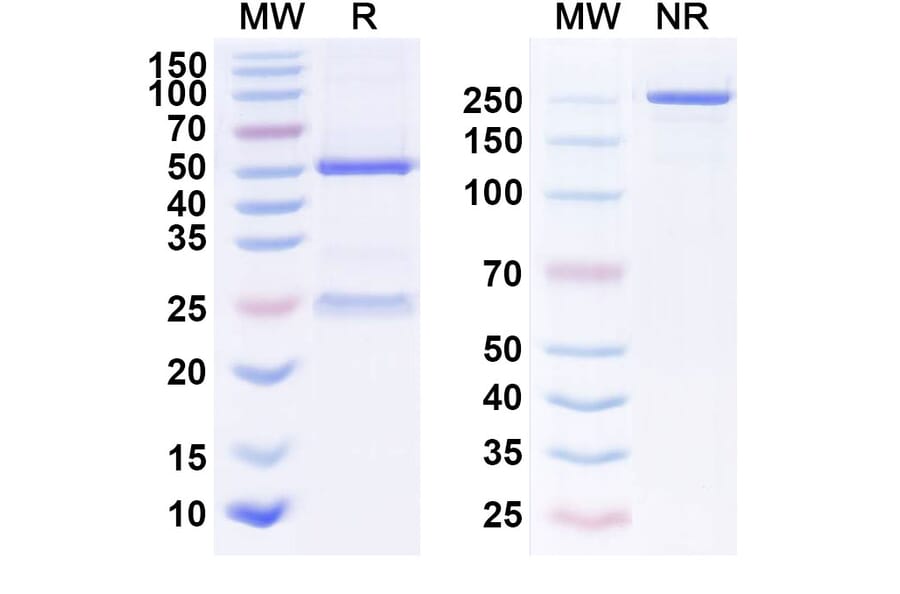 SDS-PAGE - Epitumomab Biosimilar - Anti-MUC1 Antibody - BSA and Azide free (A338635) - Antibodies.com