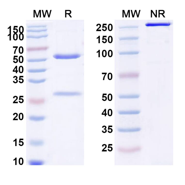 SDS-PAGE - Oxelumab Biosimilar - Anti-OX40L Antibody - BSA and Azide free (A338641) - Antibodies.com