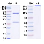 SDS-PAGE - Oxelumab Biosimilar - Anti-OX40L Antibody - BSA and Azide free (A338641) - Antibodies.com