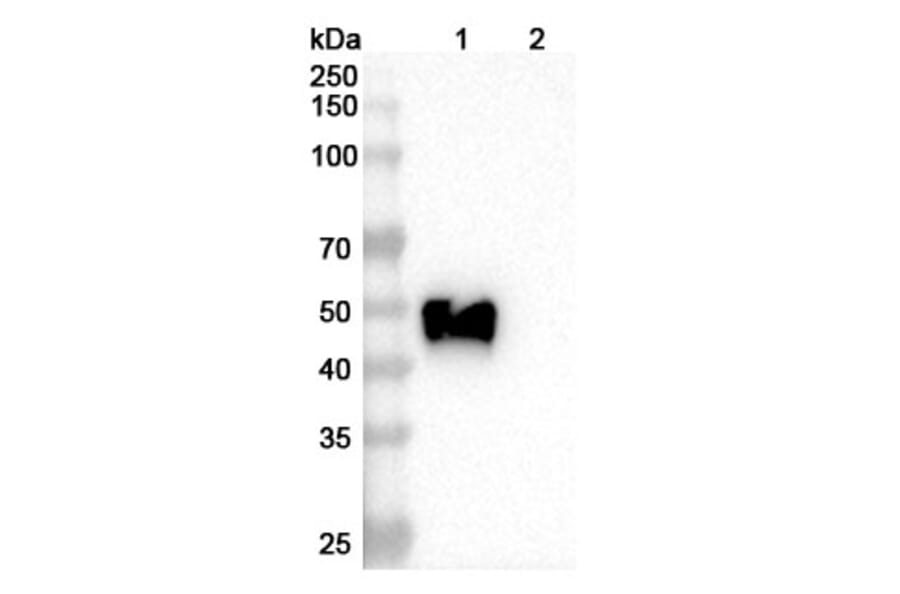 SDS-PAGE - Oxelumab Biosimilar - Anti-OX40L Antibody - BSA and Azide free (A338641) - Antibodies.com