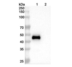SDS-PAGE - Mapatumumab Biosimilar - Anti-DR4 Antibody - BSA and Azide free (A338643) - Antibodies.com