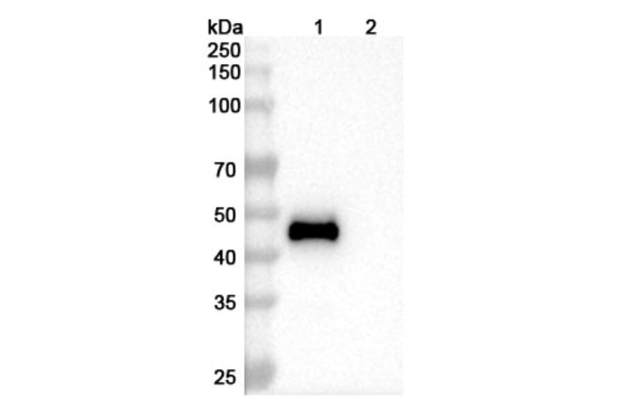 SDS-PAGE - Mapatumumab Biosimilar - Anti-DR4 Antibody - BSA and Azide free (A338643) - Antibodies.com