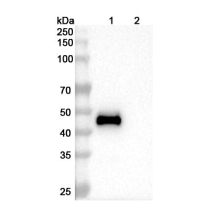 SDS-PAGE - Mapatumumab Biosimilar - Anti-DR4 Antibody - BSA and Azide free (A338643) - Antibodies.com