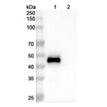 SDS-PAGE - Mapatumumab Biosimilar - Anti-DR4 Antibody - BSA and Azide free (A338643) - Antibodies.com