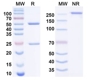 SDS-PAGE - Benufutamab Biosimilar - Anti-DR5 Antibody - BSA and Azide free (A338644) - Antibodies.com