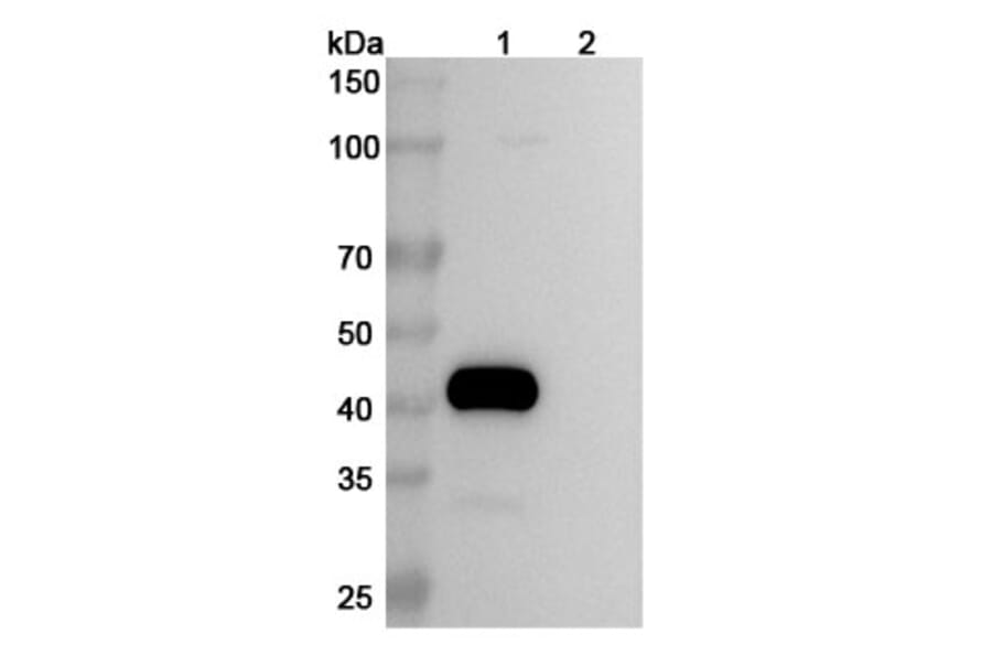 SDS-PAGE - Tigatuzumab Biosimilar - Anti-DR5 Antibody - BSA and Azide free (A338645) - Antibodies.com