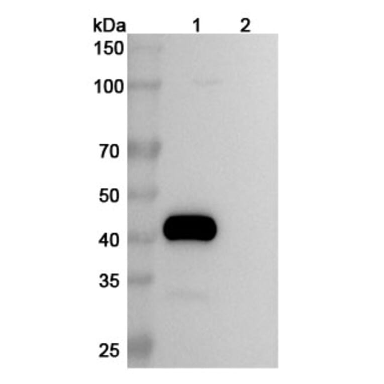 SDS-PAGE - Tigatuzumab Biosimilar - Anti-DR5 Antibody - BSA and Azide free (A338645) - Antibodies.com