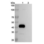 SDS-PAGE - Tigatuzumab Biosimilar - Anti-DR5 Antibody - BSA and Azide free (A338645) - Antibodies.com