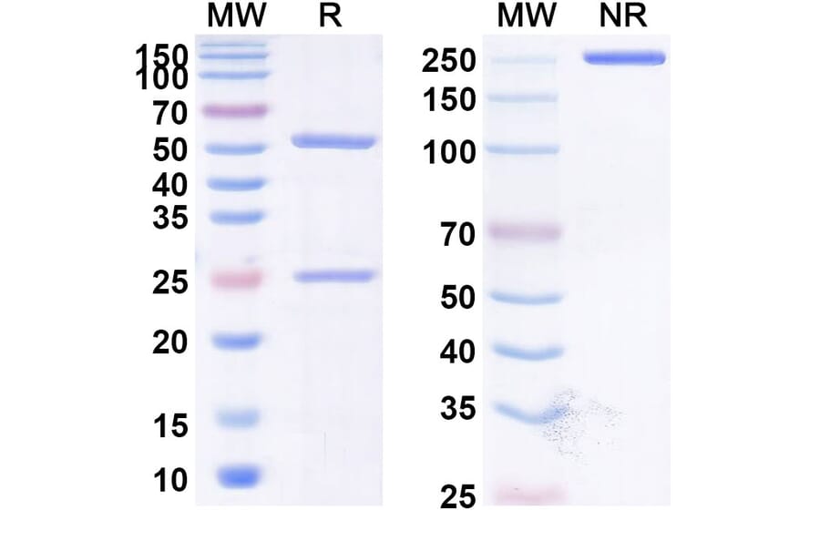 SDS-PAGE - Tigatuzumab Biosimilar - Anti-DR5 Antibody - BSA and Azide free (A338645) - Antibodies.com