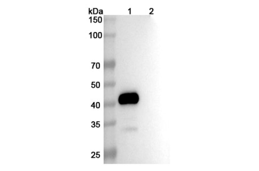 SDS-PAGE - Conatumumab Biosimilar - Anti-DR5 Antibody - BSA and Azide free (A338646) - Antibodies.com