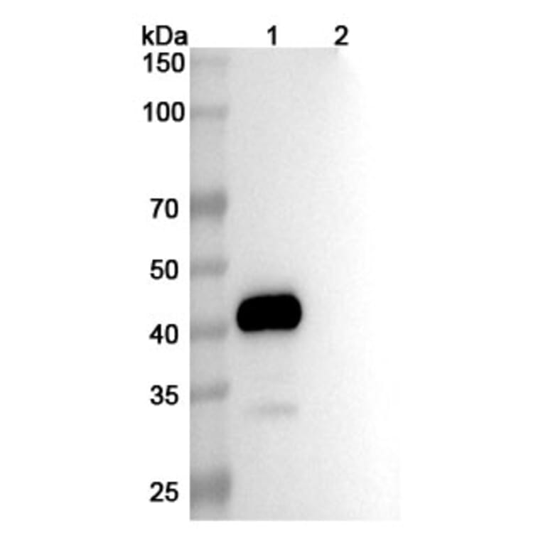SDS-PAGE - Conatumumab Biosimilar - Anti-DR5 Antibody - BSA and Azide free (A338646) - Antibodies.com