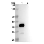 SDS-PAGE - Conatumumab Biosimilar - Anti-DR5 Antibody - BSA and Azide free (A338646) - Antibodies.com