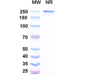 SDS-PAGE - Drozitumab Biosimilar - Anti-DR5 Antibody - BSA and Azide free (A338647) - Antibodies.com