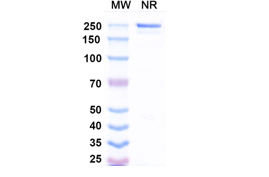 SDS-PAGE - Drozitumab Biosimilar - Anti-DR5 Antibody - BSA and Azide free (A338647) - Antibodies.com