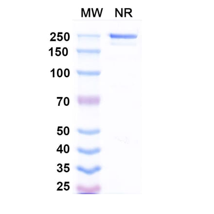 SDS-PAGE - Drozitumab Biosimilar - Anti-DR5 Antibody - BSA and Azide free (A338647) - Antibodies.com