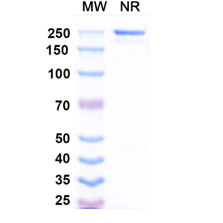 SDS-PAGE - Drozitumab Biosimilar - Anti-DR5 Antibody - BSA and Azide free (A338647) - Antibodies.com