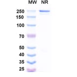 SDS-PAGE - Drozitumab Biosimilar - Anti-DR5 Antibody - BSA and Azide free (A338647) - Antibodies.com