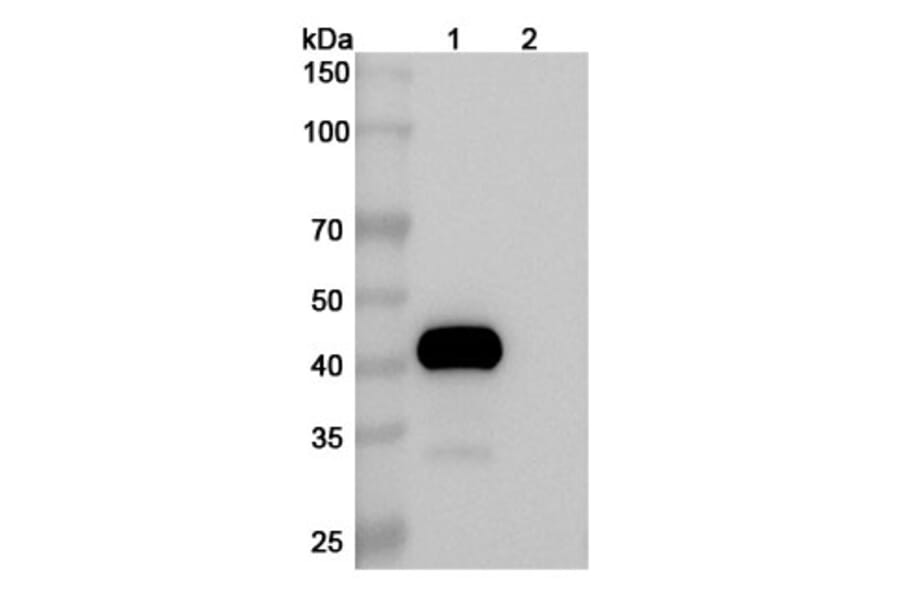 SDS-PAGE - Drozitumab Biosimilar - Anti-DR5 Antibody - BSA and Azide free (A338647) - Antibodies.com