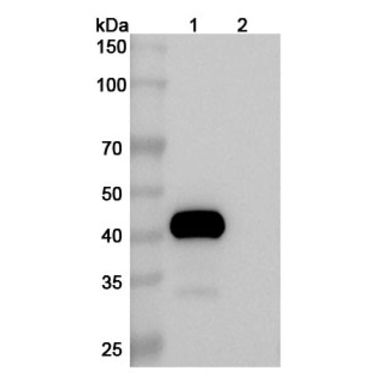 SDS-PAGE - Drozitumab Biosimilar - Anti-DR5 Antibody - BSA and Azide free (A338647) - Antibodies.com