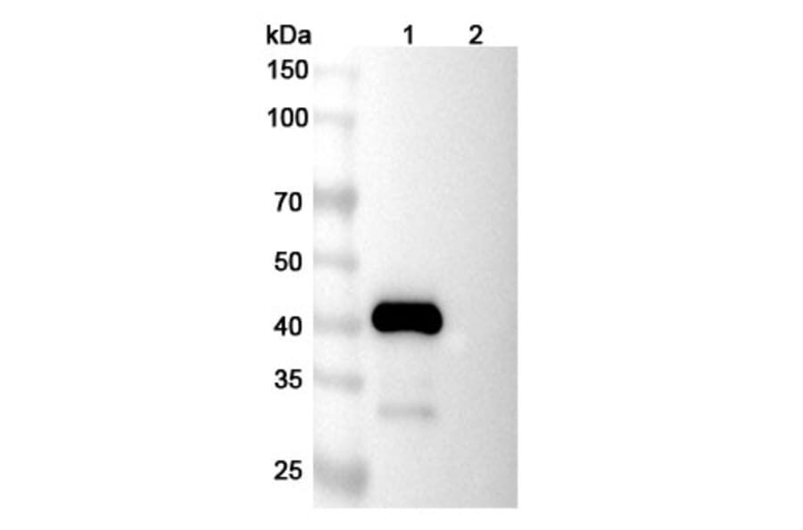 SDS-PAGE - Lexatumumab Biosimilar - Anti-DR5 Antibody - BSA and Azide free (A338648) - Antibodies.com