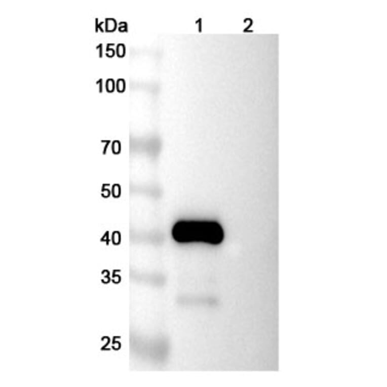 SDS-PAGE - Lexatumumab Biosimilar - Anti-DR5 Antibody - BSA and Azide free (A338648) - Antibodies.com