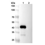 SDS-PAGE - Lexatumumab Biosimilar - Anti-DR5 Antibody - BSA and Azide free (A338648) - Antibodies.com