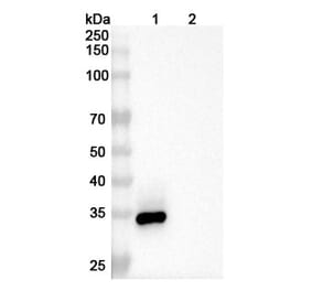 SDS-PAGE - Enavatuzumab Biosimilar - Anti-TWEAKR Antibody - BSA and Azide free (A338650) - Antibodies.com
