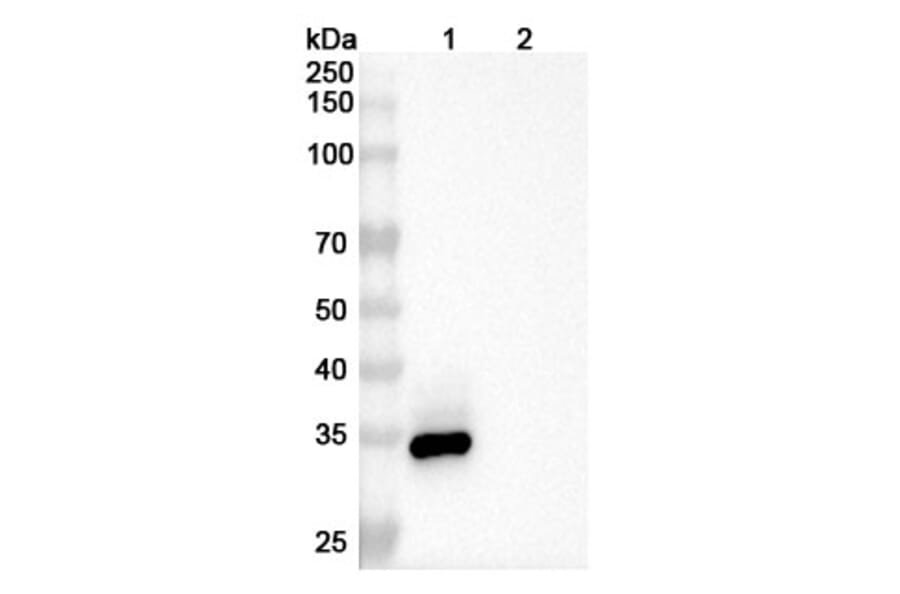 SDS-PAGE - Enavatuzumab Biosimilar - Anti-TWEAKR Antibody - BSA and Azide free (A338650) - Antibodies.com