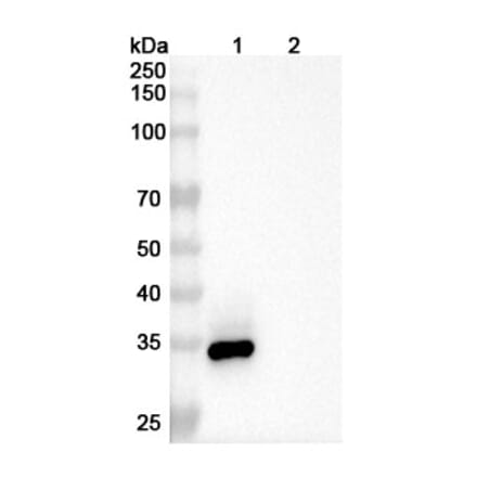 SDS-PAGE - Enavatuzumab Biosimilar - Anti-TWEAKR Antibody - BSA and Azide free (A338650) - Antibodies.com
