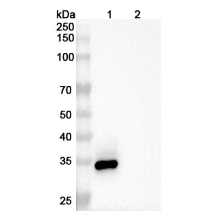 SDS-PAGE - Enavatuzumab Biosimilar - Anti-TWEAKR Antibody - BSA and Azide free (A338650) - Antibodies.com