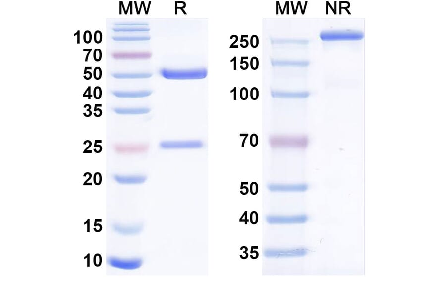 SDS-PAGE - Ianalumab Biosimilar - Anti-TNFRSF13C Antibody - BSA and Azide free (A338651) - Antibodies.com