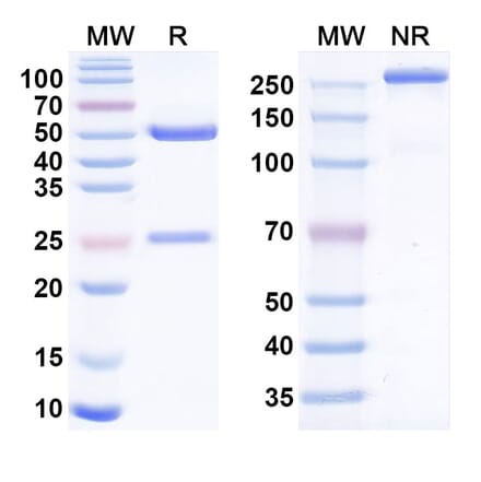SDS-PAGE - Ianalumab Biosimilar - Anti-TNFRSF13C Antibody - BSA and Azide free (A338651) - Antibodies.com