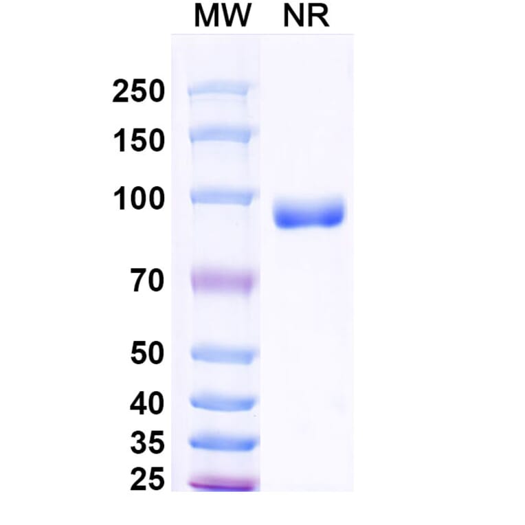 SDS-PAGE - Envafolimab Biosimilar - Anti-PD-L1 Antibody - BSA and Azide free (A338654) - Antibodies.com