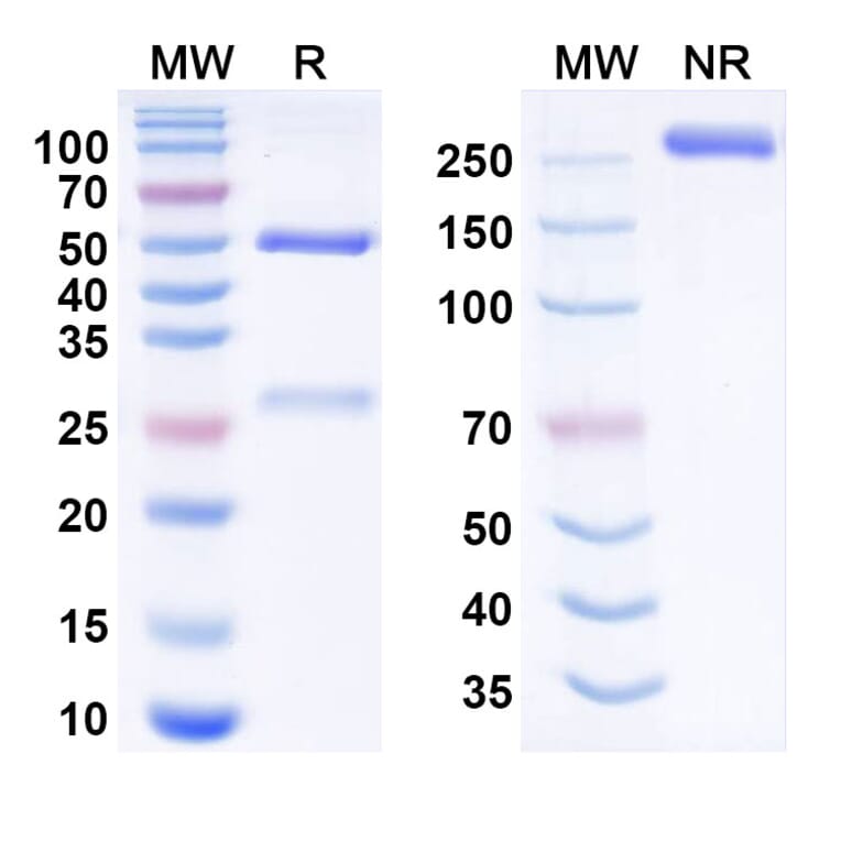 SDS-PAGE - Pacmilimab Biosimilar - Anti-PD-L1 Antibody - BSA and Azide free (A338655) - Antibodies.com