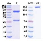 SDS-PAGE - Opucolimab Biosimilar - Anti-PD-L1 Antibody - BSA and Azide free (A338659) - Antibodies.com