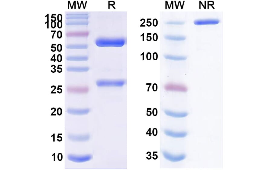SDS-PAGE - Sugemalimab Biosimilar - Anti-PD-L1 Antibody - BSA and Azide free (A338660) - Antibodies.com