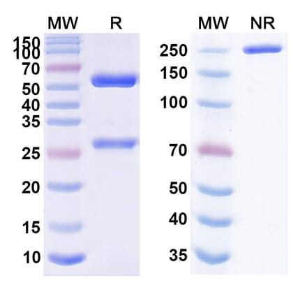 SDS-PAGE - Sugemalimab Biosimilar - Anti-PD-L1 Antibody - BSA and Azide free (A338660) - Antibodies.com