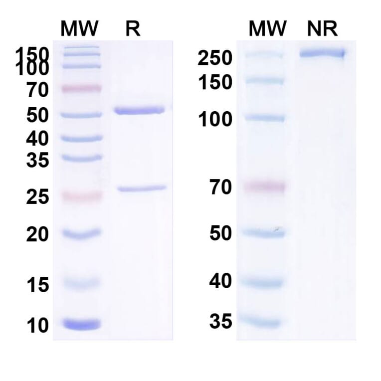 SDS-PAGE - Prezalumab Biosimilar - Anti-B7-H2 Antibody - BSA and Azide free (A338661) - Antibodies.com