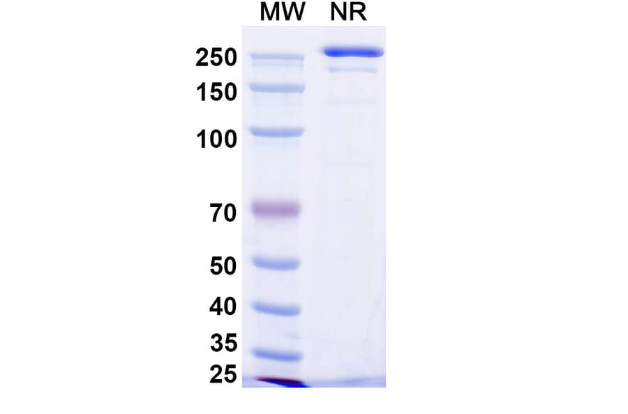 SDS-PAGE - Enoblituzumab Biosimilar - Anti-B7-H3 Antibody - BSA and Azide free (A338663) - Antibodies.com