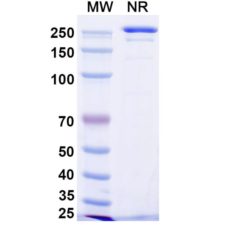 SDS-PAGE - Enoblituzumab Biosimilar - Anti-B7-H3 Antibody - BSA and Azide free (A338663) - Antibodies.com
