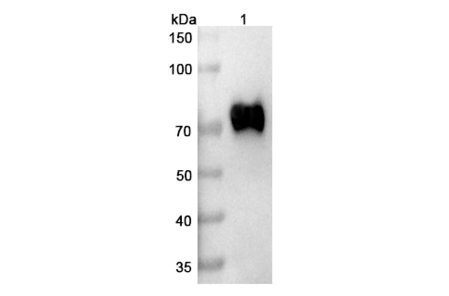 SDS-PAGE - Mirzotamab Biosimilar - Anti-B7-H3 Antibody - BSA and Azide free (A338665) - Antibodies.com
