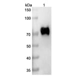SDS-PAGE - Mirzotamab Biosimilar - Anti-B7-H3 Antibody - BSA and Azide free (A338665) - Antibodies.com